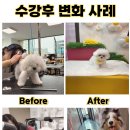 원포인트애견미용학원
