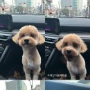 지니펫 애견미용실 이미지