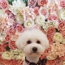 베이비숑 펫살롱 이미지