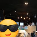 코아애견 이미지