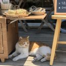라탄쿠쿠 이미지