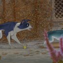 뭉치농장 이미지