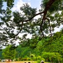 정선초교가수분교 이미지