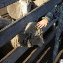 돌보목장 이미지