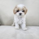 서울강아지분양 강아지입양 허위광고아니고 진짜 5만원부터 분양 가능합니다 문의주세용 이미지