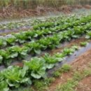 교동면-4 이미지