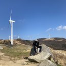 한일애견농장 | 평창가볼만한곳 대관령 하늘목장 트랙터 애견동반목장