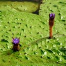 낙동강관리본부 화명생태공원 4 이미지