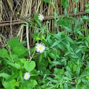 수원-0618 이미지