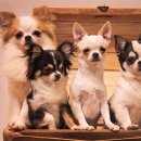 아담스펫강아지&가필드고양이 이미지