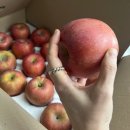 신선청과 - 평택시 안현로서6길 2 | 신선청과