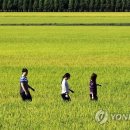 황금들녘 이미지