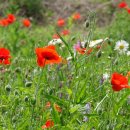 소통의 조화 이미지