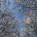 용암천 | 서울 근교 벚꽃 명소 | 별내 용암천 벚꽃길 아이랑 산책 후기🌸