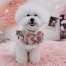 가장아름답개 이미지