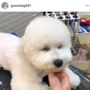 그루밍 501 이미지