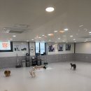 멍스 | 수원애견유치원,수원애견호텔{멍스스쿨}유치원후기