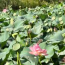 백련낚시터 이미지