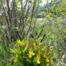 노랑복주머니난(Yellow Lady's Slipper),슈팅스타,으아리＜오늘(6/4) 만난 꽃＞ 이미지