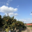 정원화학 | [제주도 겨울 여행] 유기농 감귤 따기 체험 귤의 정원 바령 솔직 후기