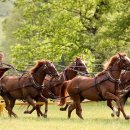 내고향 마차 이미지