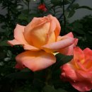 장미농장2 이미지