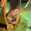 유동물원 | 제주 아이와함께 갈만한 곳 카피바라 모모쥬 동물원 제주신화월드점