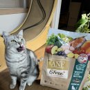 장기가축병원 | 잘먹어서 더 무서운(?) 고양이 다이어트 사료, ANF 6Free+ 웨이트케어 급여 후기