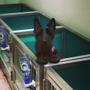 임현곤 반려견 교육센터 이미지