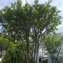 (주)송림조경