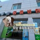 충남 동물병원 | 청양 종합동물병원 방문 후기 - 과잉진료 없는 믿음직한 동물 병원♥