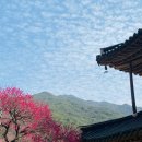 섬진강 매화 나루 이미지