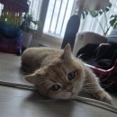 프레시준 | 차콜프레시 고양이 모래 탈취제 후기, 장마철 고양이 화장실냄새 해결