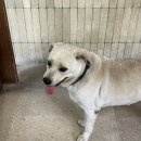 짱구주유소 | [발리 여행] 마지막 - 짱구 이모저모 그리고 대망의 핀스!