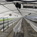 곡성-196 | 선택에 고민이면 시공비, 난방비 부담없는 초절전 난방관 - 곡성 600평 딸기 하우스 난방기 설치 후기