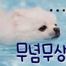 멍냥이꼬 이미지