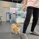 부산강아지분양 유독 이미지