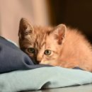 시그널동물병원 이미지