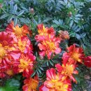 메리골드 이미지