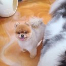 엔조이펫 이미지