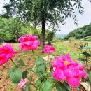 대가야테마관광지 입구 주차장 이미지