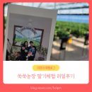 [내돈내산] 대구 근교 경산 쑥쑥농장 딸기🍓 리얼 체험 후기