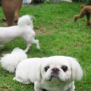 스위트몽 이미지