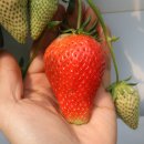 킹스베리 이미지