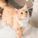 드림독 강아지 고양이 안심분양센터 시흥점 | 안산고양이분양 러시안블루 투명 후기! (feat. 부천, 시흥, 안양)