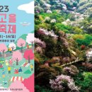 2023년 4월 금산축제 비단고을 산꽃축제 정보와 맛집에 대해 소개합니다.