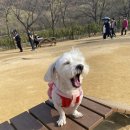 강아지 대공원 이미지
