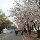 2015.04.12일 일요일 여의도 벚꽃축제 걷기 대회 이모저모(논어와 함께 보는...) 이미지