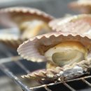 경남가리비수하식수산업협동조합 이미지