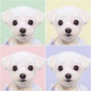 송파구 문정동 로우앤하이 스튜디오 후기｜강아지 증멍사진 촬영하고 왔어요